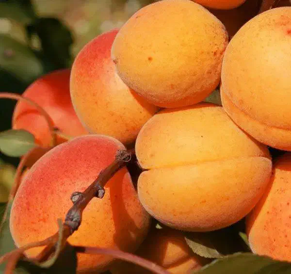 نهال زردآلو کیفیت بالا و تضمینی|خدمات باغبانی و درختکاری|سلماس, |دیوار