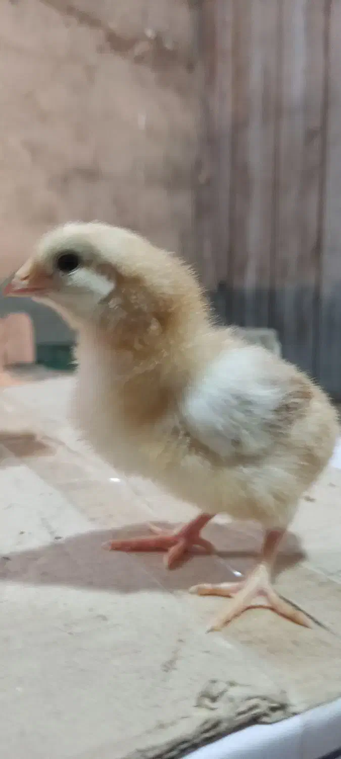 جوجه محلی اصیل هفت روزه|حیوانات مزرعه|گتاب, |دیوار