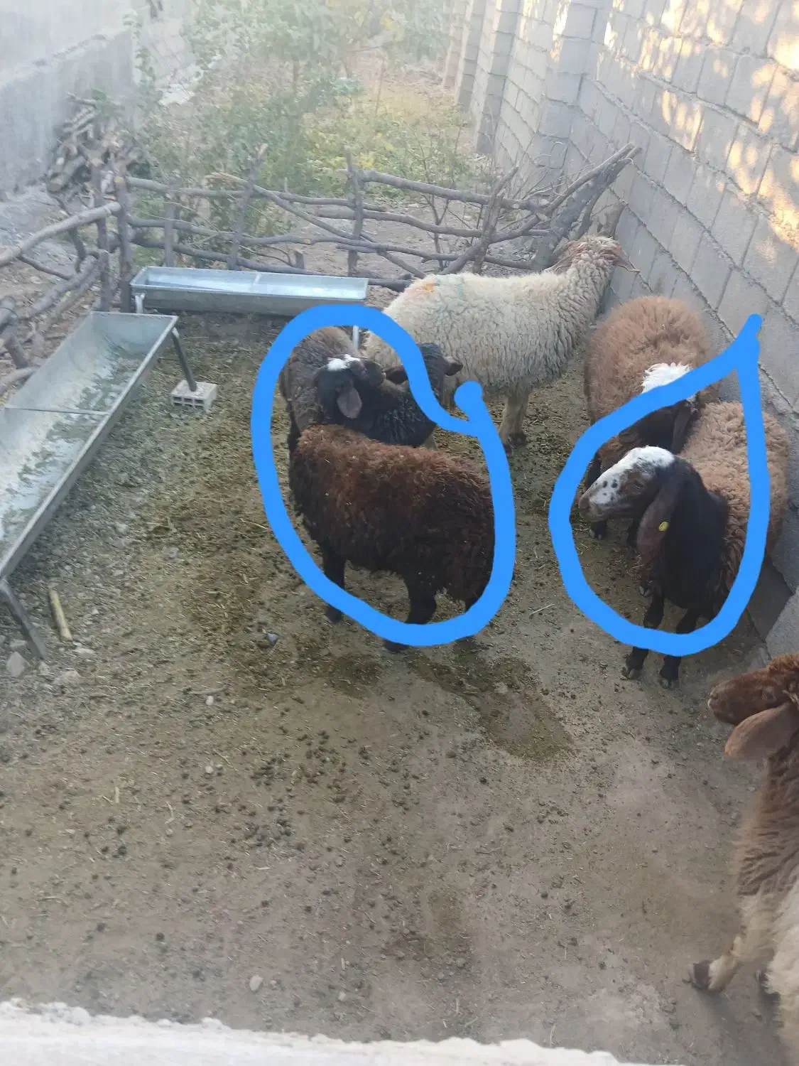 بره همو قزل افشار ۳و۴قلوزا|حیوانات مزرعه|سیوان, |دیوار