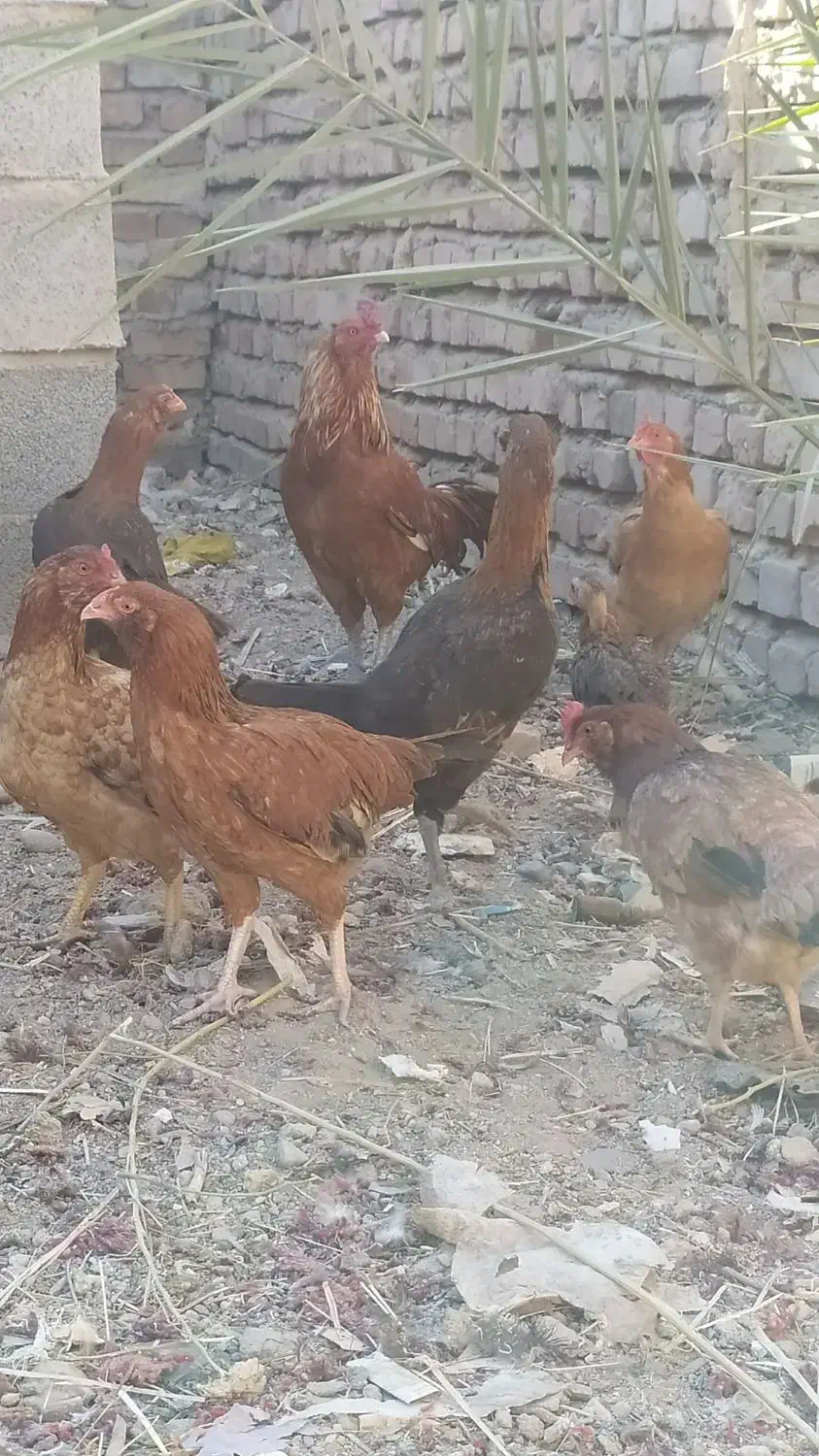 مرغ وخروس  معاوضه با عروس و کوتوله مرغ عشق|حیوانات مزرعه|خاش, |دیوار