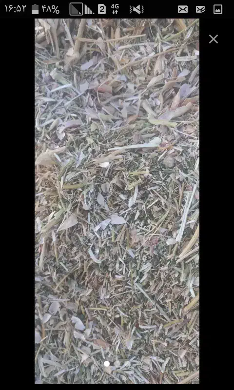 *تخمه دامی ک اه سبز و سفید *|حیوانات مزرعه|حبیب آباد, |دیوار