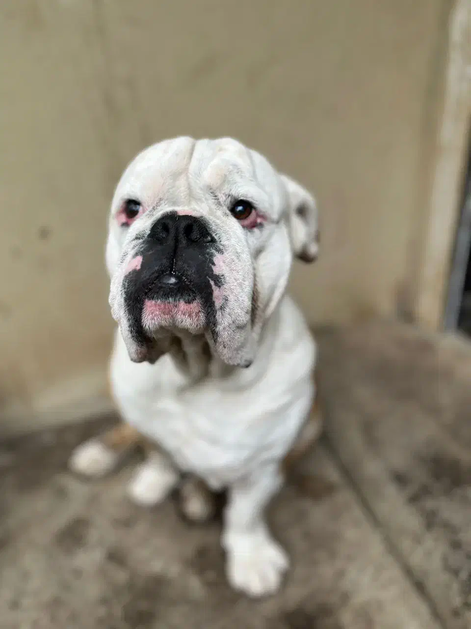 سگ انگیش بولداگ نر جهت جفت گیری|سگ|ساری, |دیوار