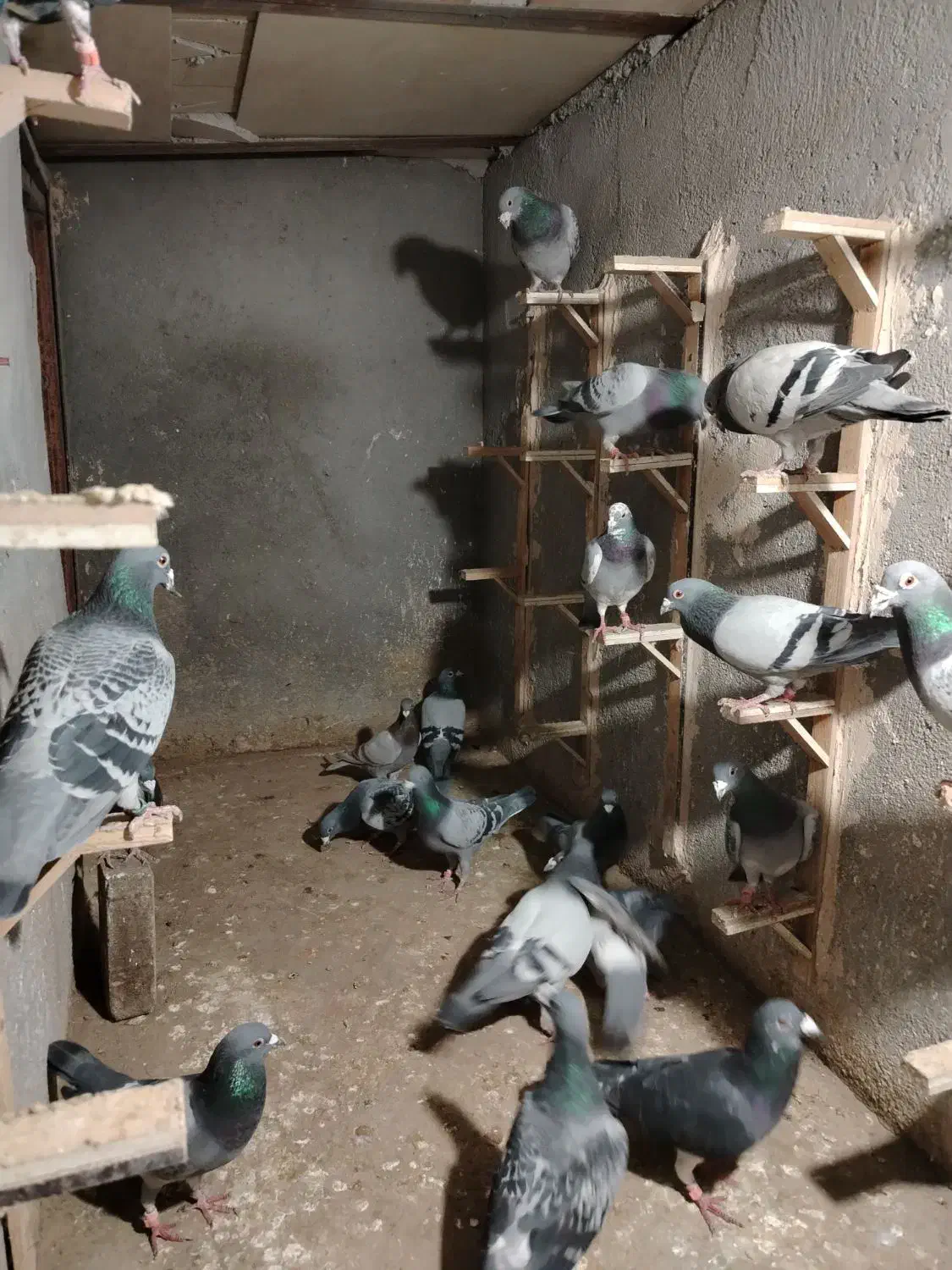 20 حیون زد و خوردی سبز و پولک|پرنده|مشهد, گلشور|دیوار