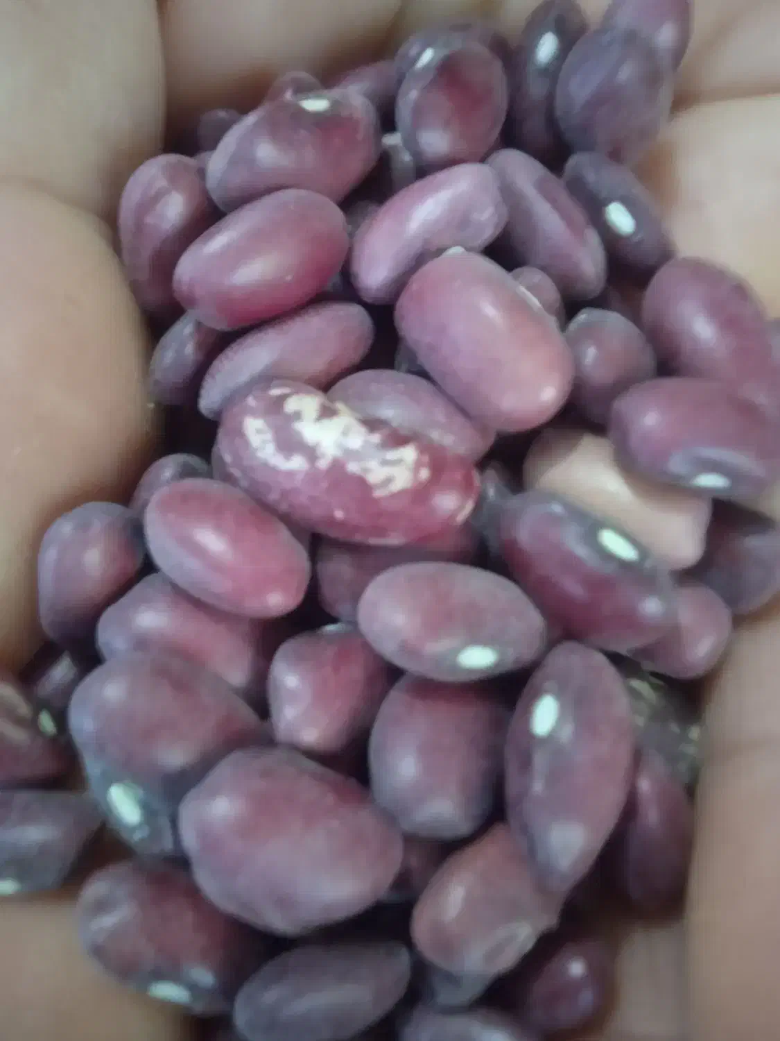 برنج لنجان وحبوبات|خوردنی و آشامیدنی|ایذه, |دیوار