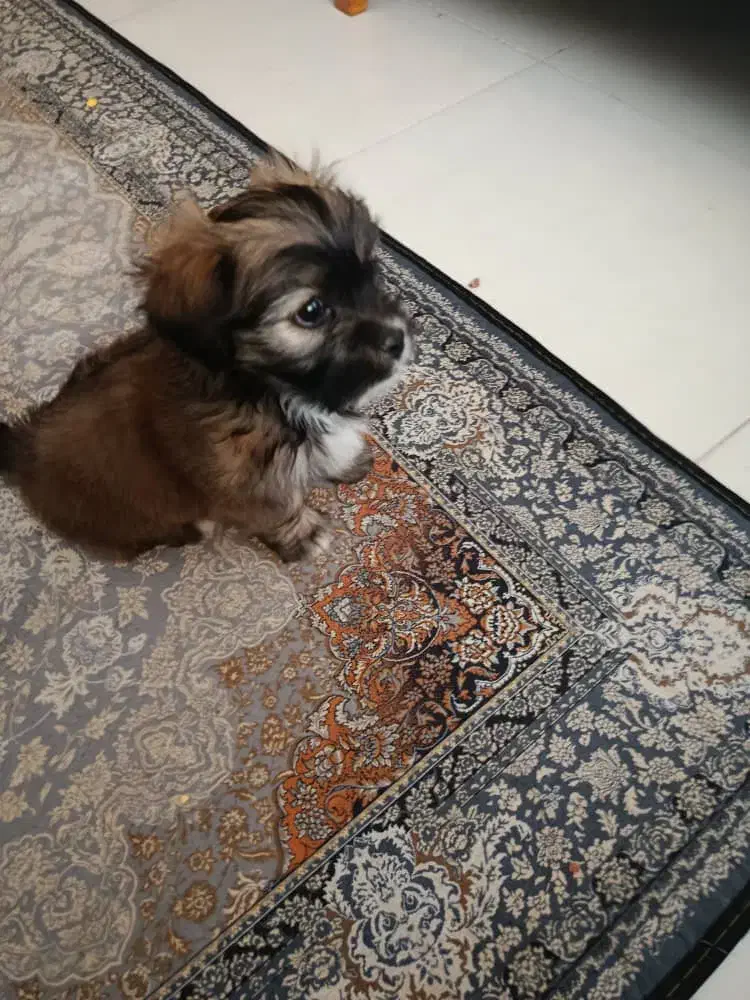 پاپی نژاد مالتیپو|سگ|پرند, فاز ۴|دیوار