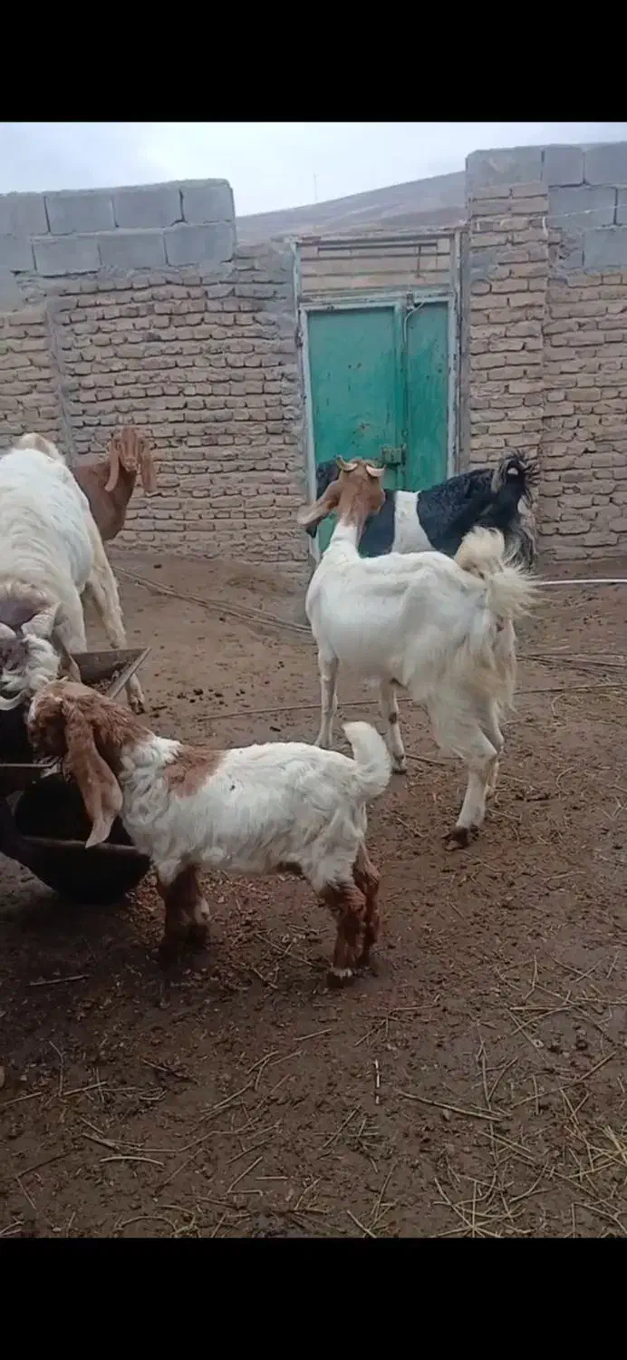 بز ماده بز نر وبزغاله نسل درجه یک پاکستان|حیوانات مزرعه|اهر, |دیوار