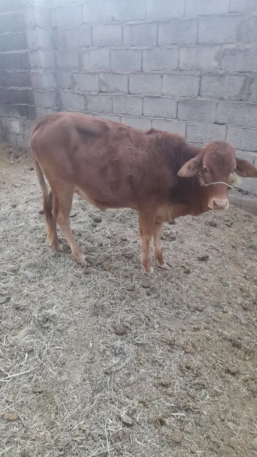 ۳ عدد گوساله|حیوانات مزرعه|بم, |دیوار