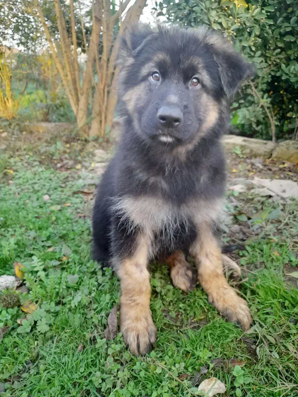 توله ژرمن|سگ|رشت, لاکان شهر|دیوار