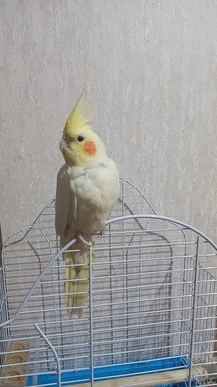 گمشدها|حیوانات|دورود, |دیوار