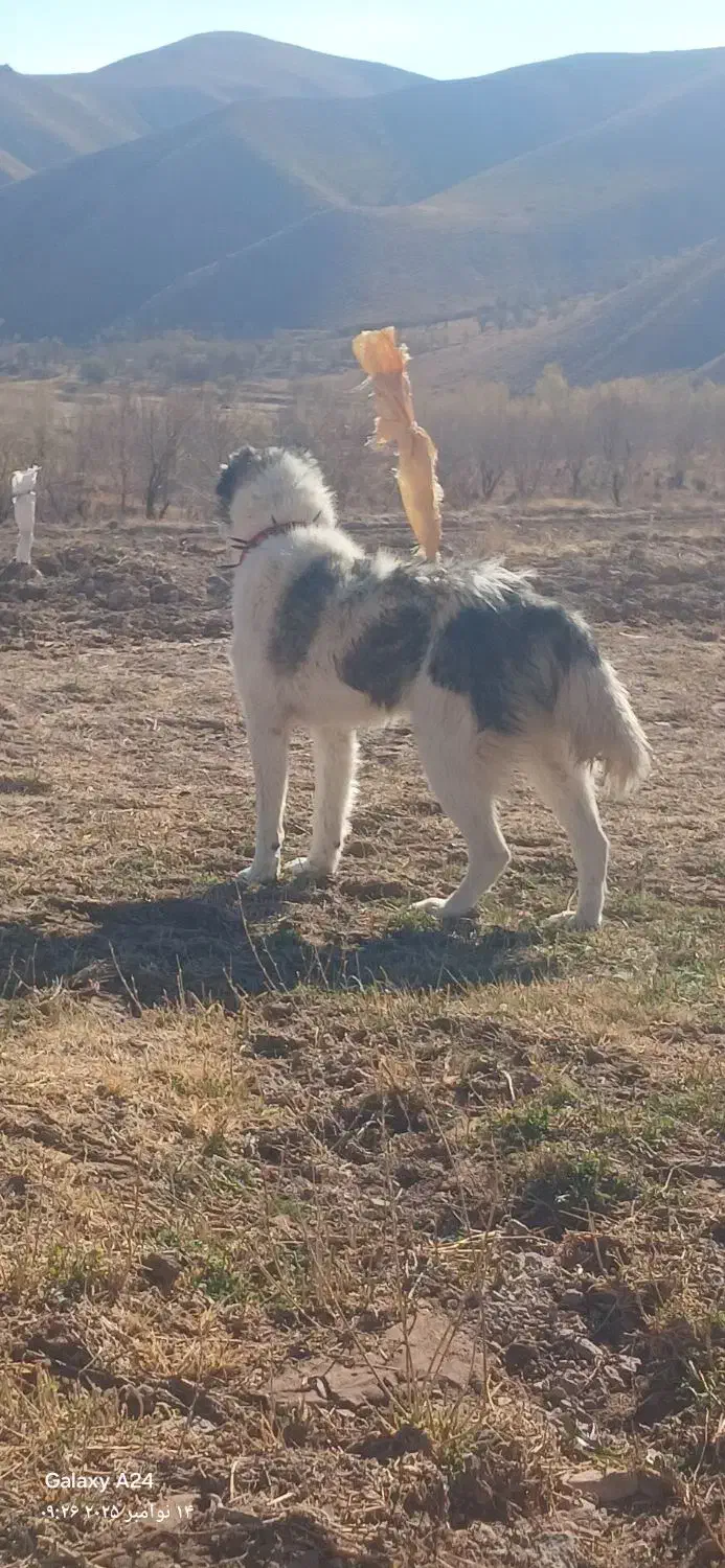 سگ سنگسری|سگ|فاروج, |دیوار