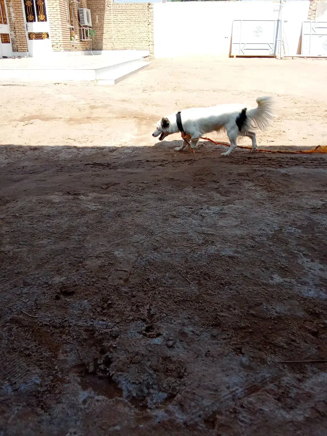 شوش|حیوانات|شوش, |دیوار