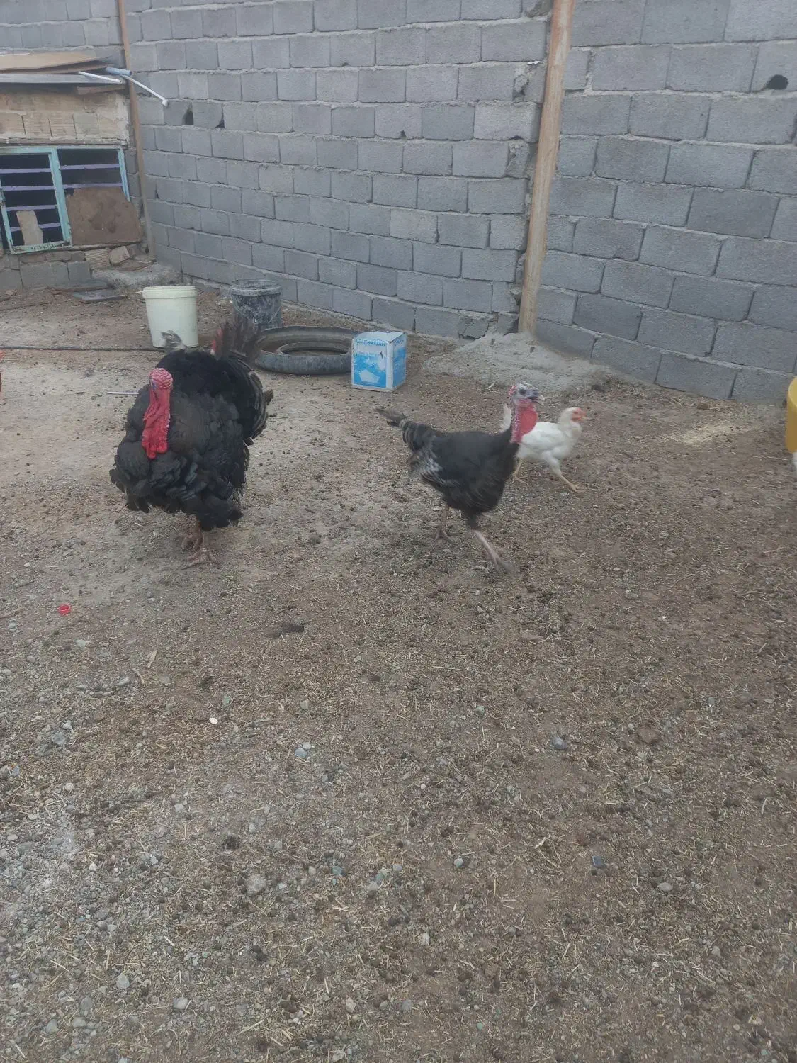 بوقلمونروماده|حیوانات مزرعه|ماهدشت, |دیوار