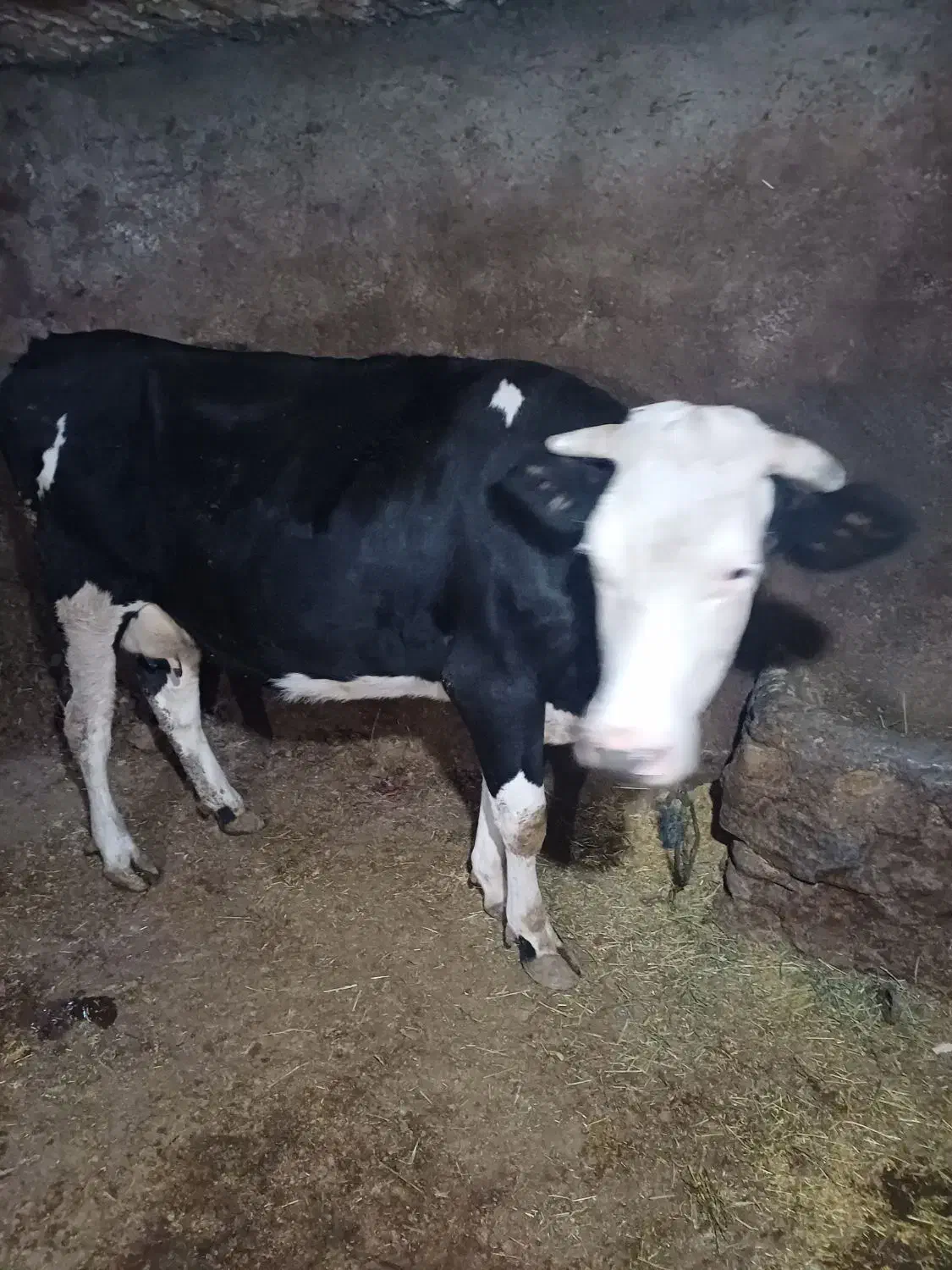 گاوسیمنتال با گوساله ماده|حیوانات مزرعه|ایجرود, |دیوار