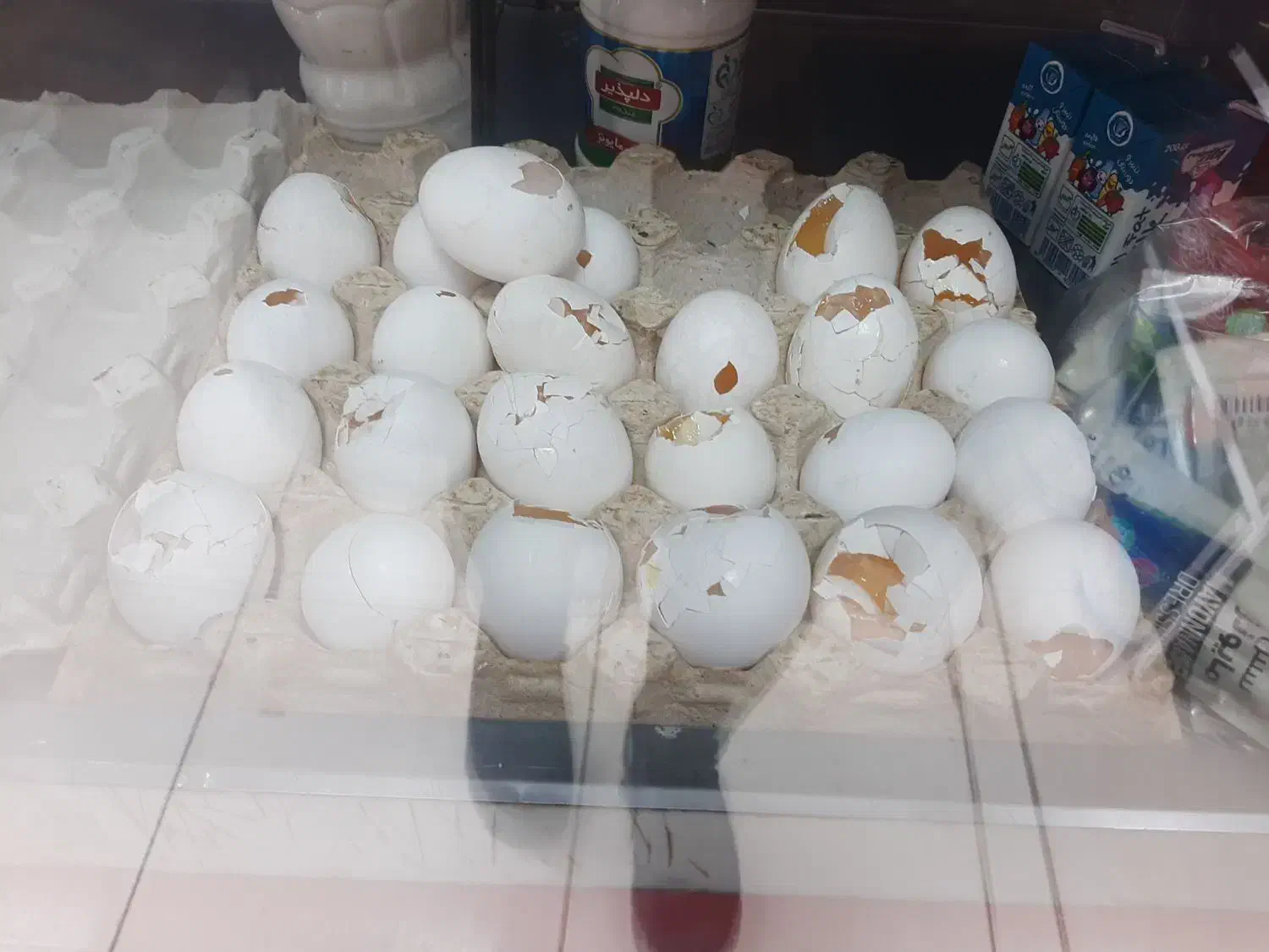 تخم مرغ|خوردنی و آشامیدنی|کرمانشاه, |دیوار