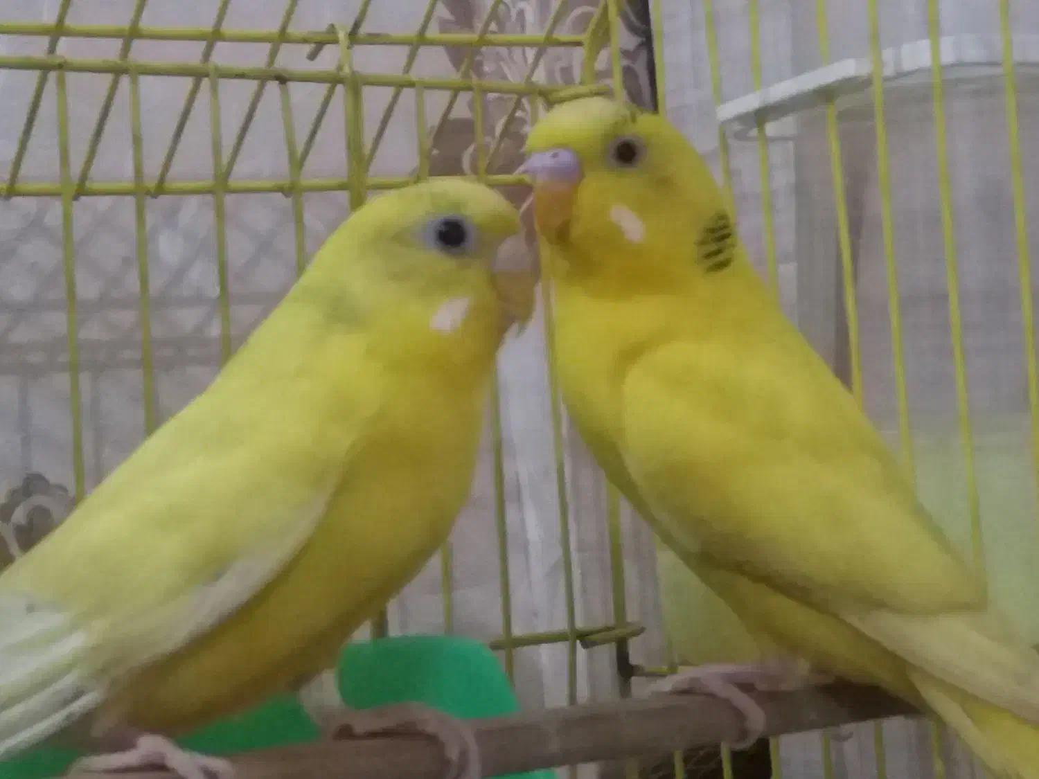 مرغ عشق|پرنده|اردبیل, |دیوار