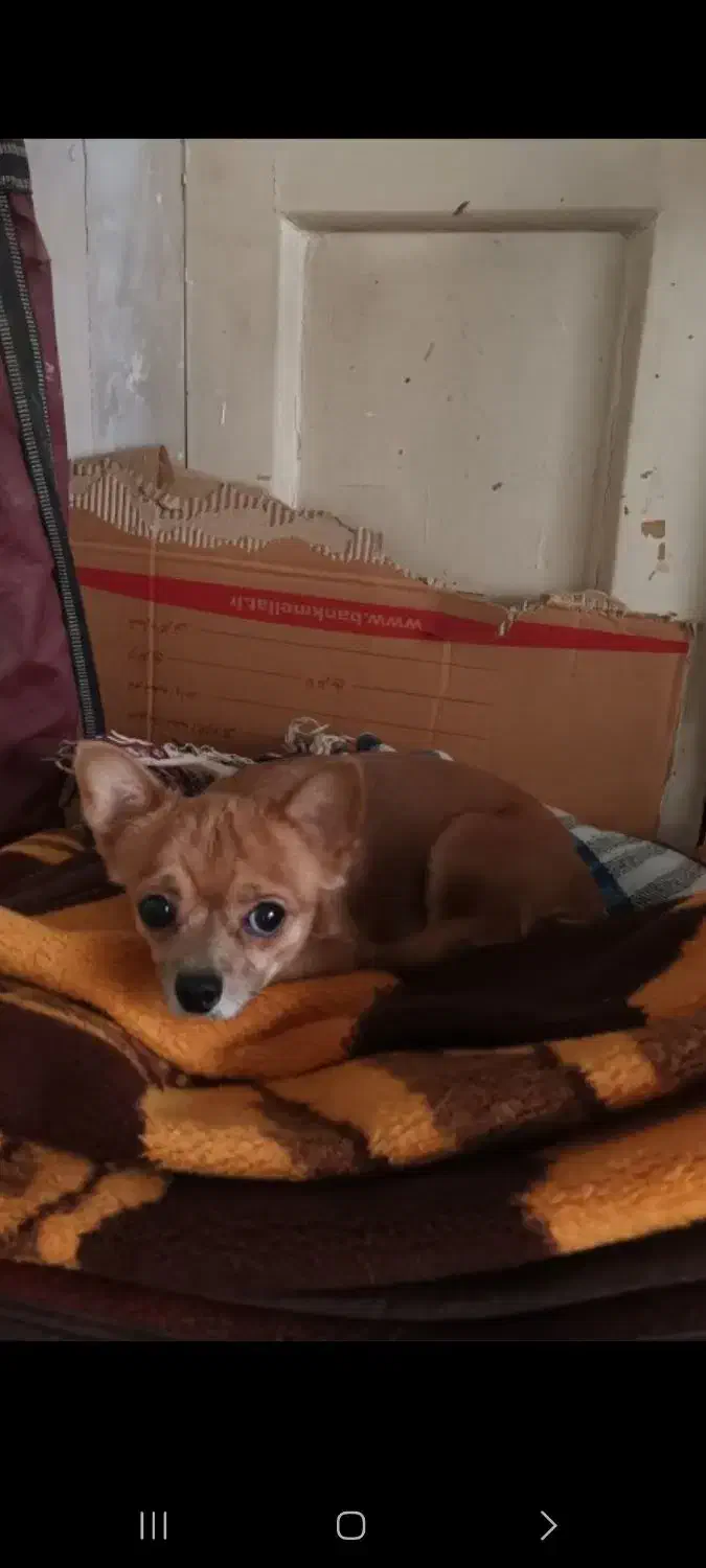 سگ شب هوا|سگ|مشهد, ده دی|دیوار