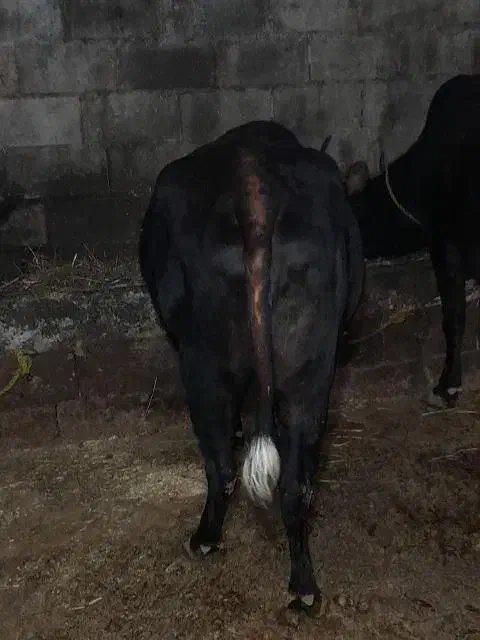 گاو جوان ابستن ۴ ماه|حیوانات مزرعه|کجور, |دیوار