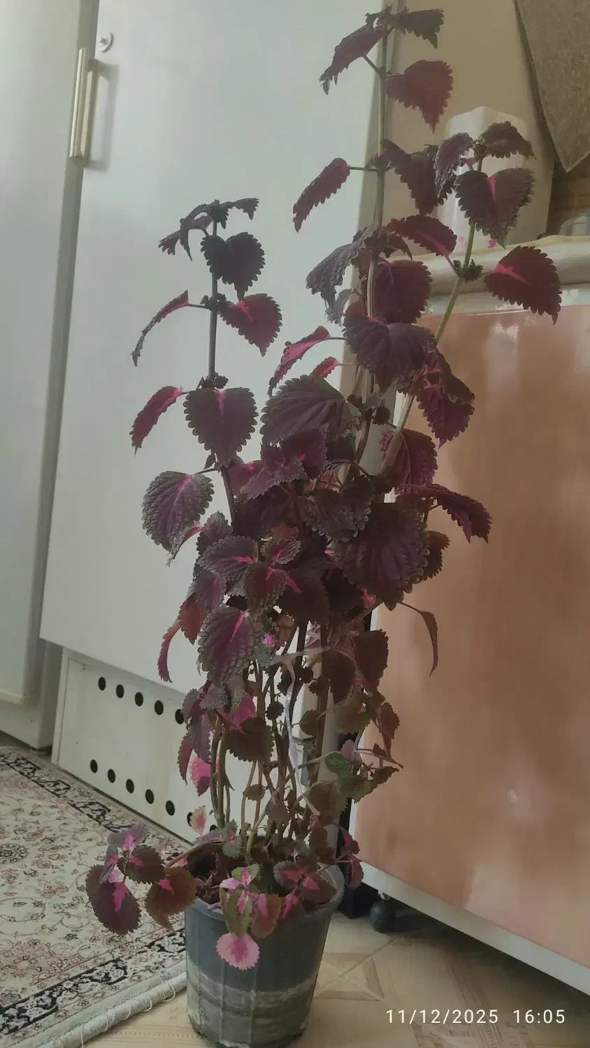 گل طبیعی حسن یوسف|گل و گیاه طبیعی|اصفهان, لاله|دیوار