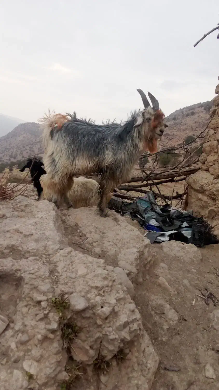 بزغاله|حیوانات مزرعه|میانکوه, |دیوار