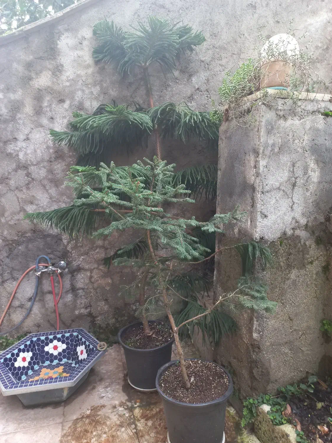 گلها|گل و گیاه طبیعی|املش, |دیوار