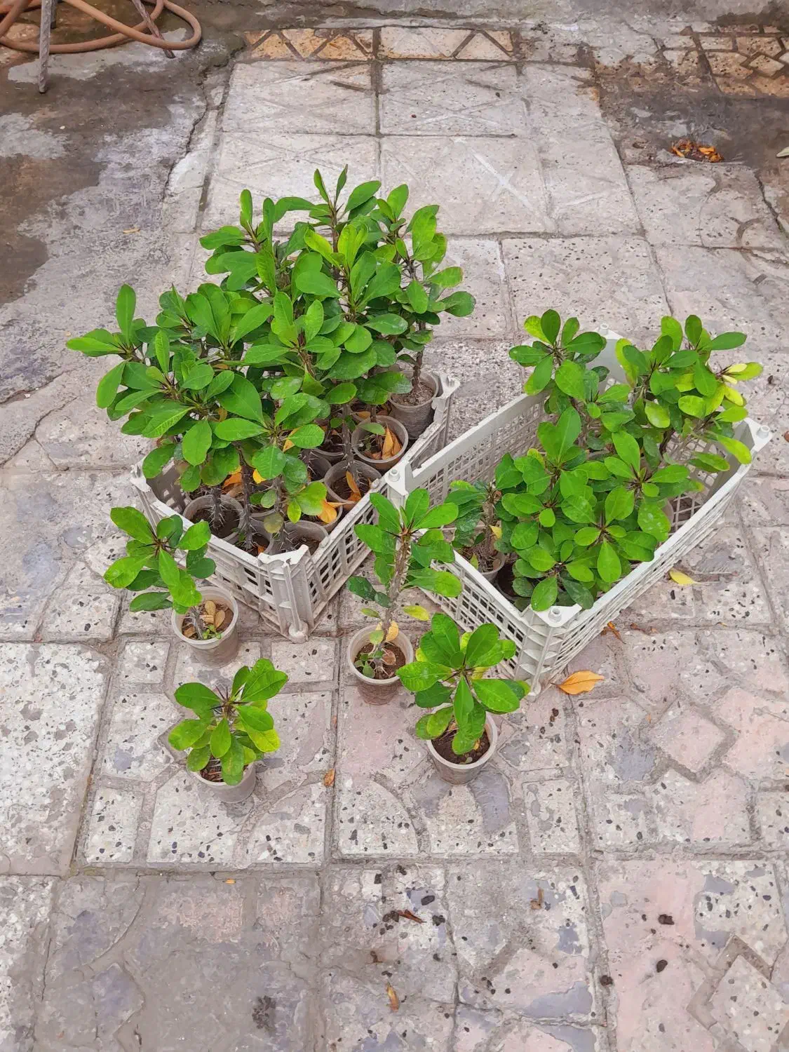 گل گل. دونه ۱۵ت|حراج|گرگان, |دیوار