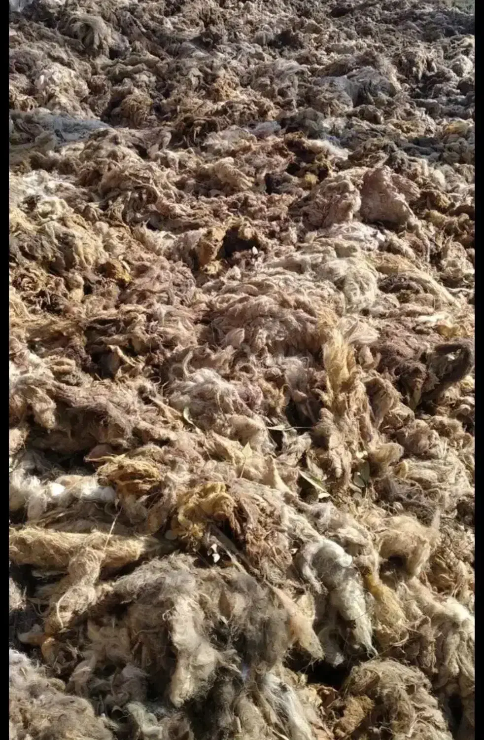 پشم گوسفند|رختخواب، بالش، پتو|ثمرین, |دیوار