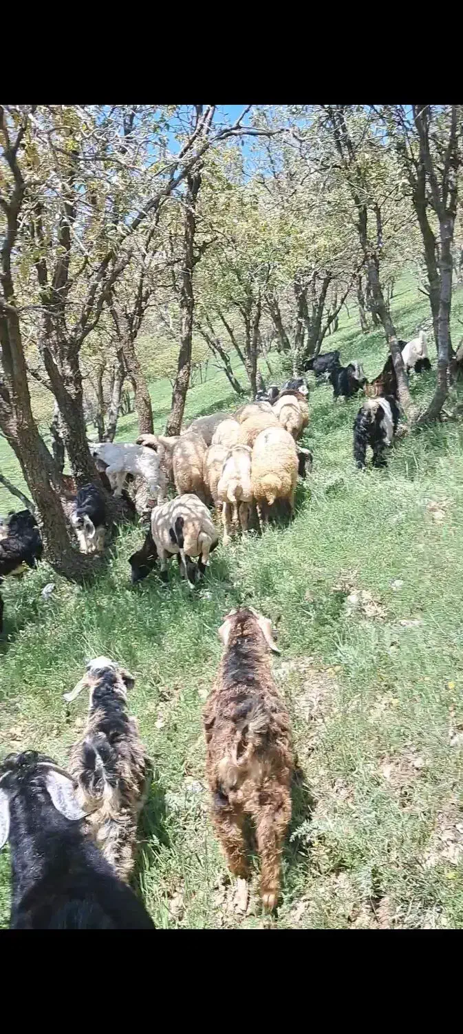 گوسفند فروشی|حیوانات مزرعه|جوانرود, |دیوار