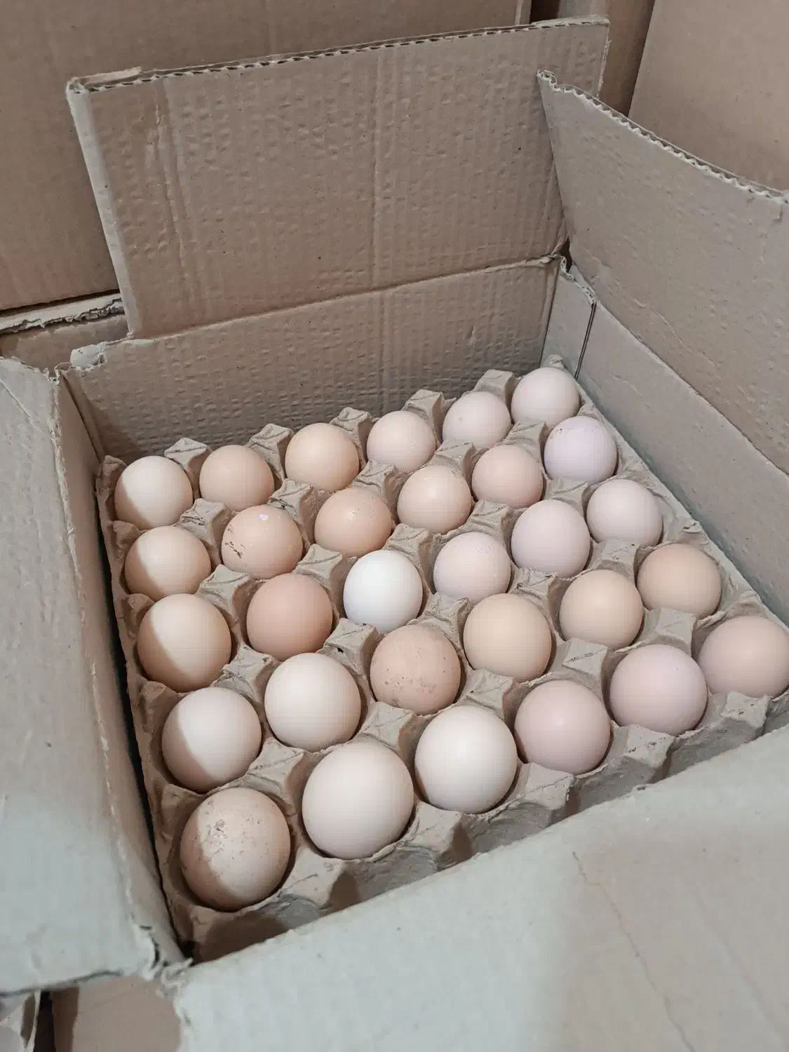 تخم مرغ محلی|خوردنی و آشامیدنی|مشهد, تربیت (صدف)|دیوار