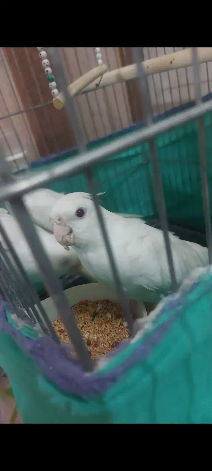 عروس هلندی|پرنده|قم, نیروگاه|دیوار