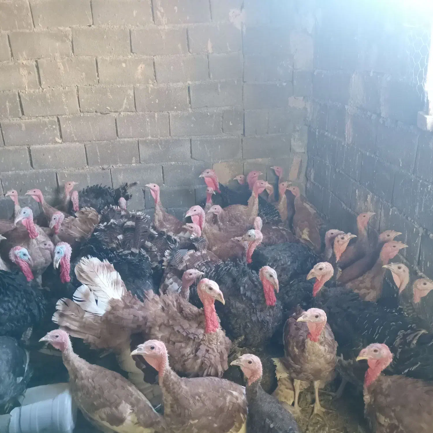 ۷۰ عدد بوقلمون سالم|حیوانات مزرعه|قم, دانش|دیوار