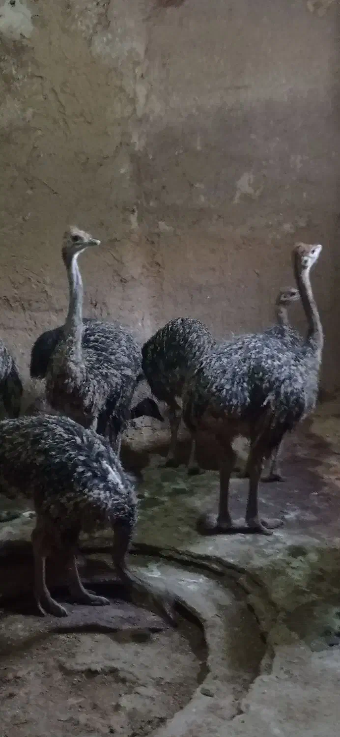 شتر مرغ|حیوانات مزرعه|اسفرورین, |دیوار