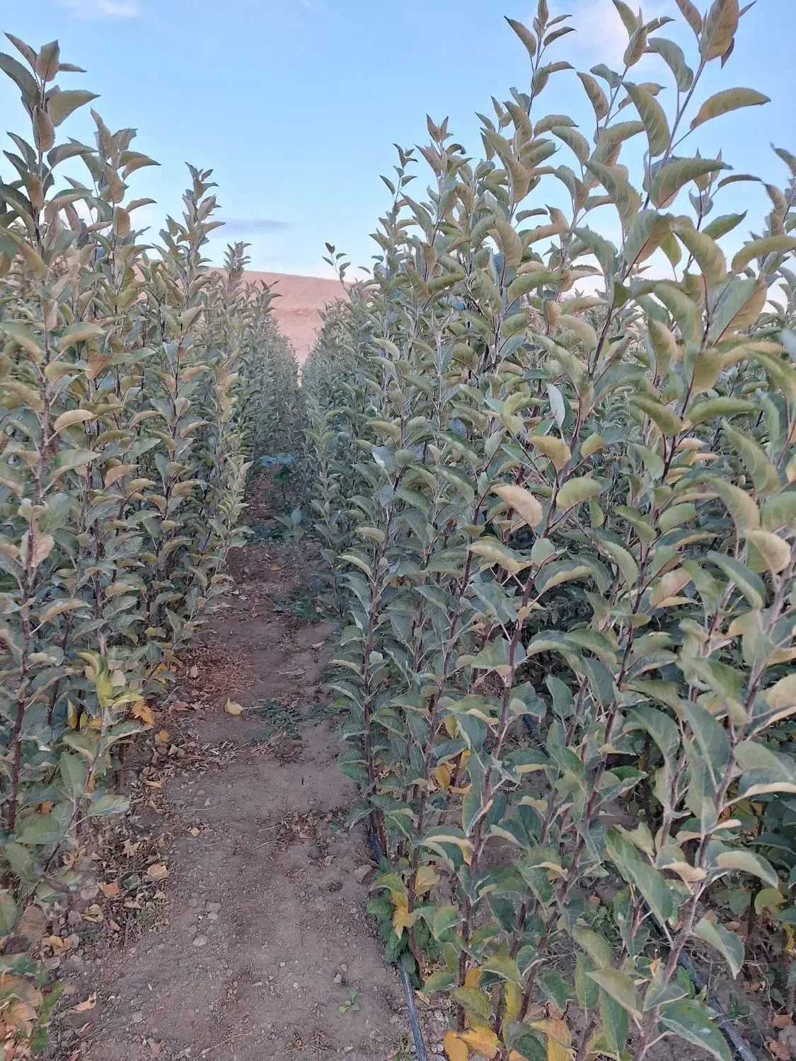 نهال فروشی|خدمات باغبانی و درختکاری|مراغه, |دیوار