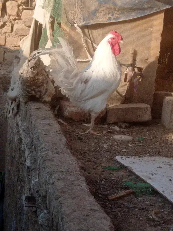 مرغ وخروس|حیوانات مزرعه|قم, ولیعصر|دیوار