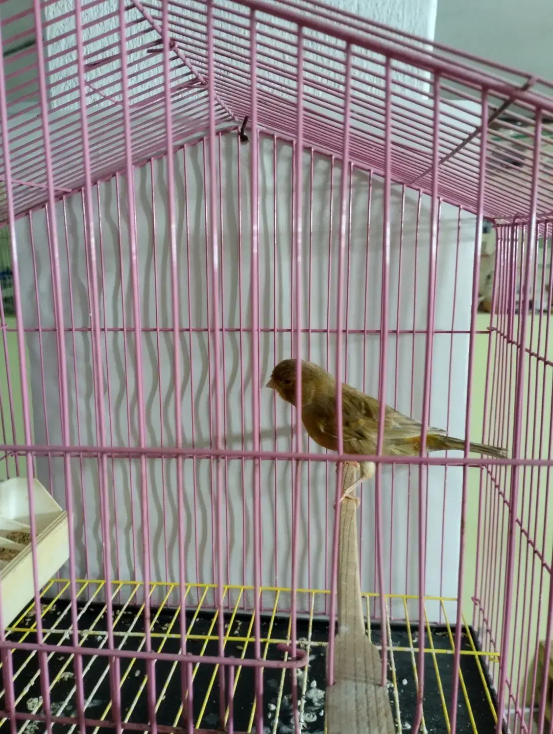 قناری سالم|پرنده|لنگرود, |دیوار