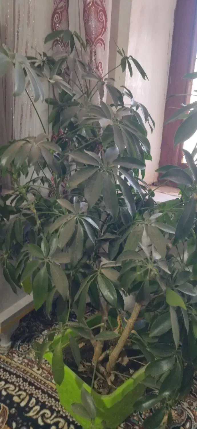 گل شفلرا|گل و گیاه طبیعی|کارزان, |دیوار