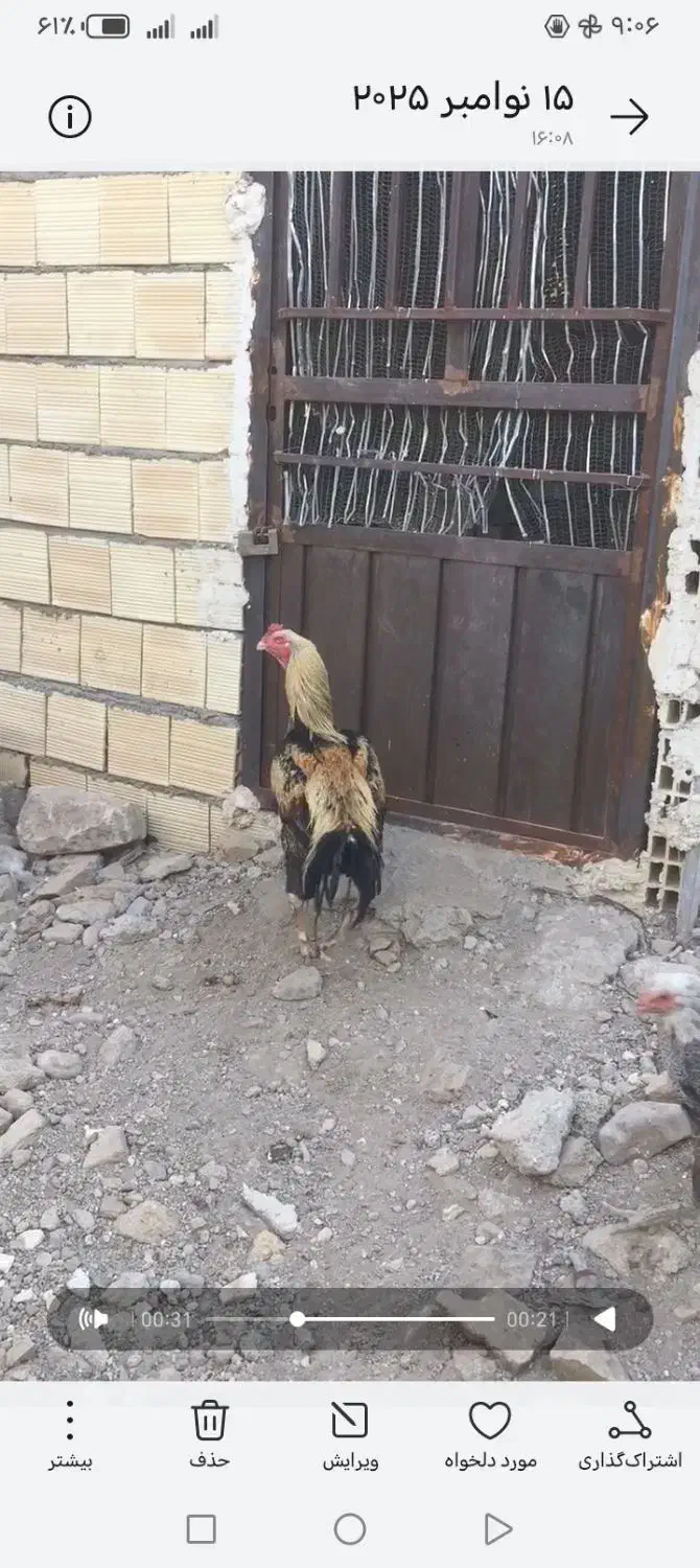 خروس لاری و مرغ|حیوانات مزرعه|الوند, |دیوار