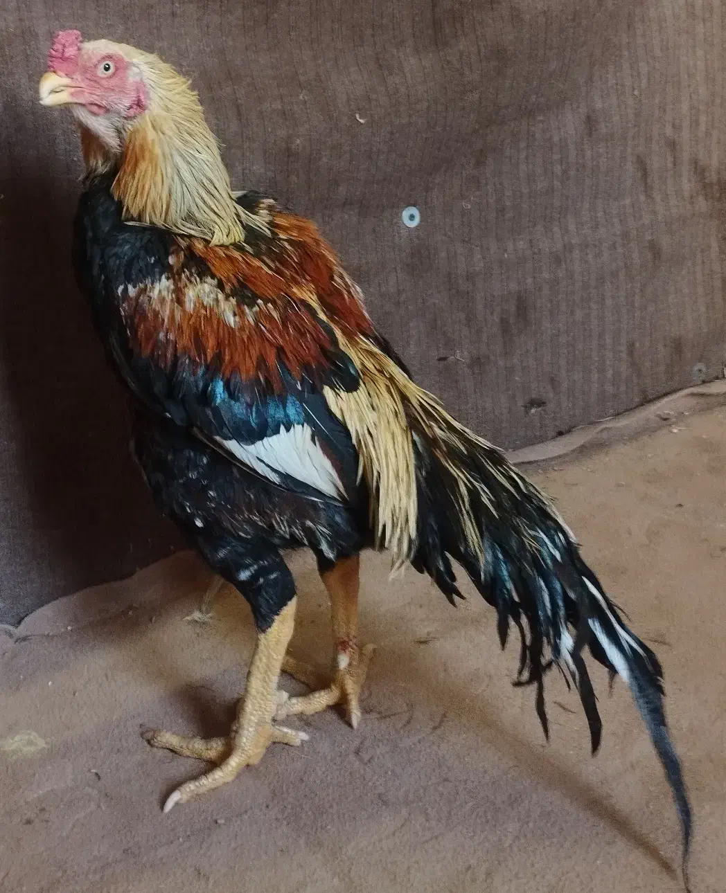 لاری جوجه کش|حیوانات مزرعه|تربت جام, یحیی آباد|دیوار