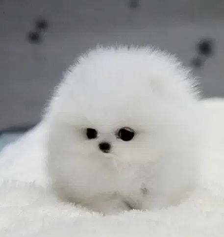 توله پامر فقط امروز با تخفیف|سگ|قوچان, |دیوار