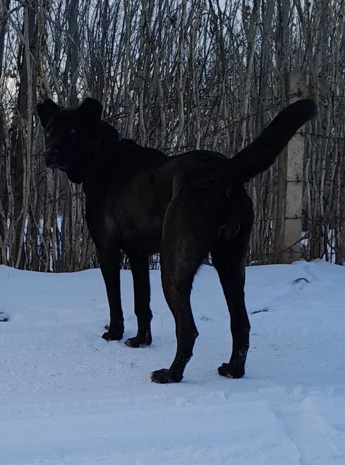 ماده سرابی اصیل|حیوانات|مرند, |دیوار