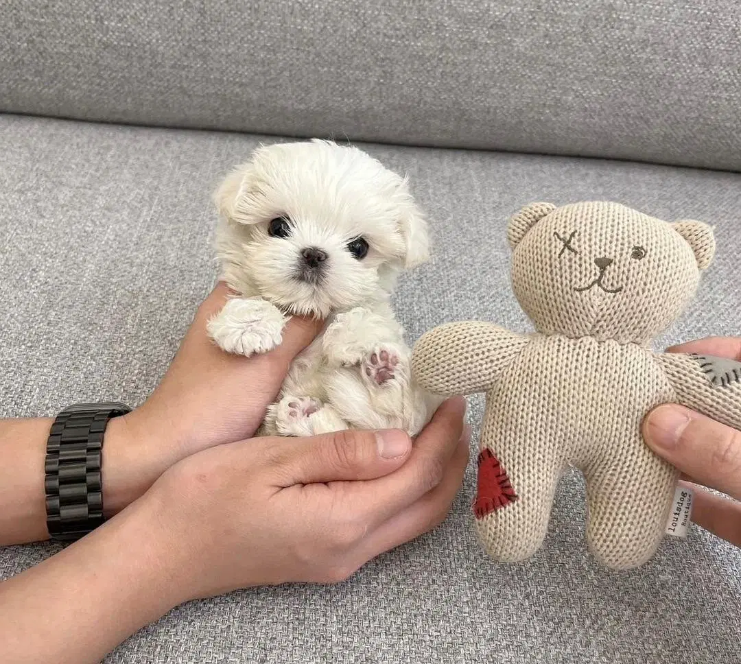poodle maltese|سگ|تهران, مخصوص|دیوار