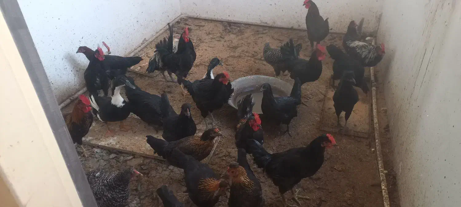 خروس مرغ سیاه|حیوانات مزرعه|نسیمشهر, |دیوار