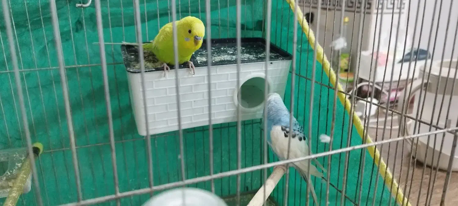 جفت مرغ عشق تخم جوجه ای|پرنده|جیرفت, |دیوار