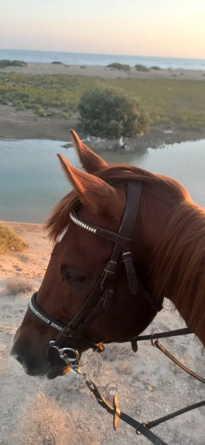 اجاره اسب برای عکاسی در ساحل و طبیعت|خدمات پذیرایی، مراسم|بوشهر, |دیوار