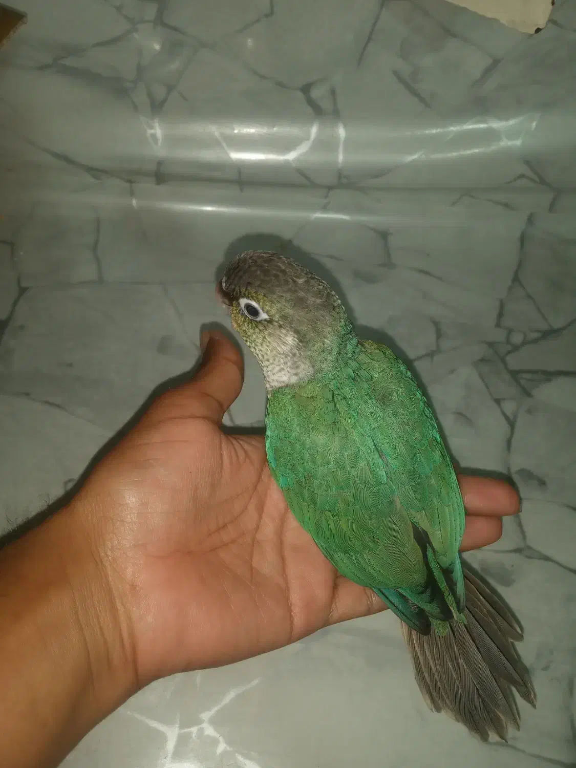 گرینچیک|پرنده|بندرعباس, |دیوار