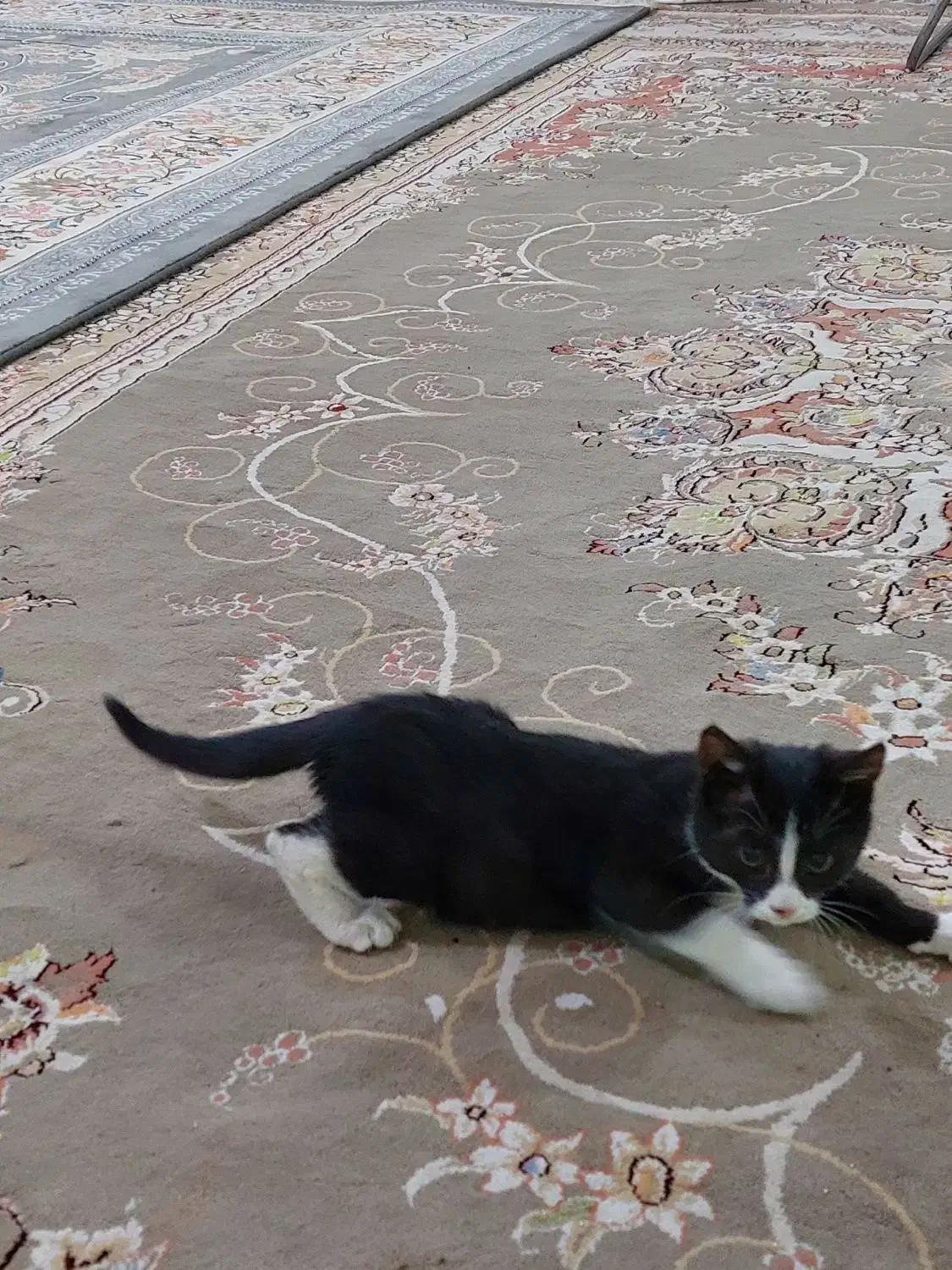 گربه|گربه|پلدختر, |دیوار