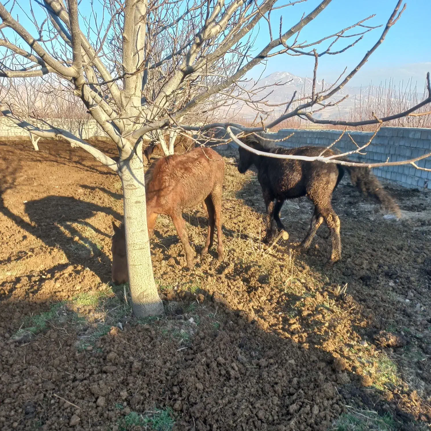 کره اسب|اسب و تجهیزات اسبسواری|سیلوانه, |دیوار