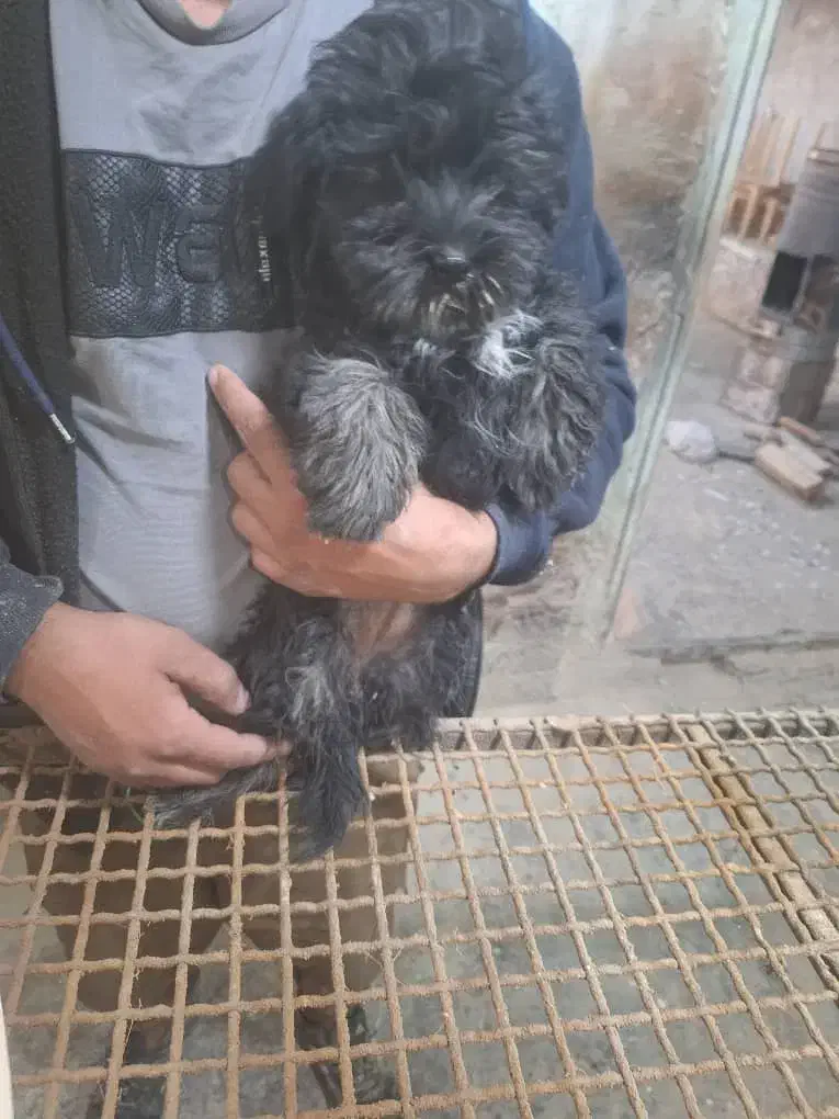 دوعددسگ شیتزوماده|سگ|شیراز, سلطان آباد|دیوار