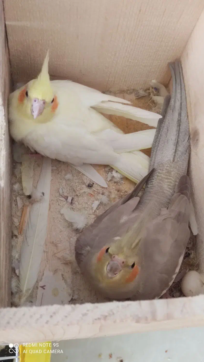 دو عدد پرنده عروس هلندی|پرنده|رشت, کوی مهر|دیوار