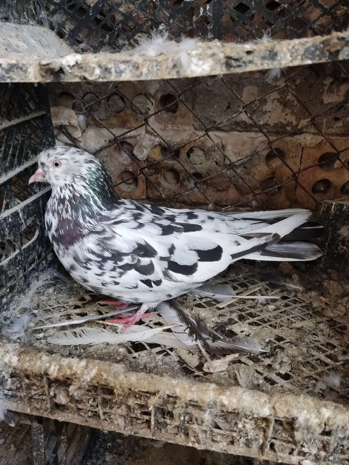 صدادار|پرنده|مسجد سلیمان, |دیوار