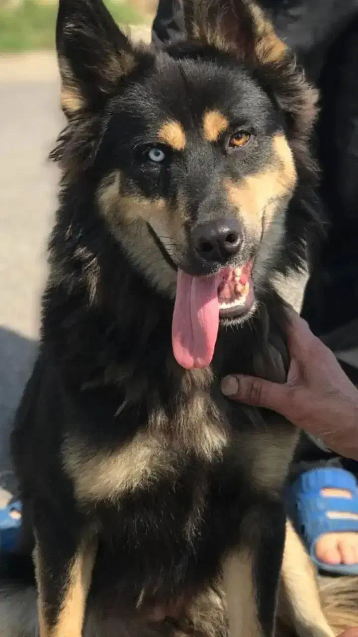 سگ ماده|سگ|رشت, حومه رشت|دیوار